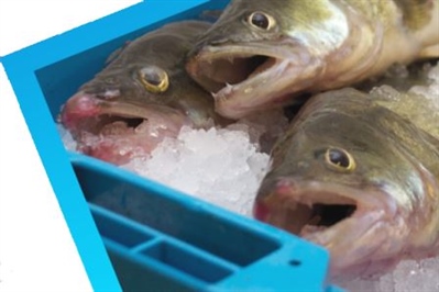 Video 'Team Europa, Slimmer Europa: Smart aquaponics'