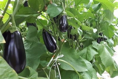 Video 'Aquaponics met aubergines en omegabaars'