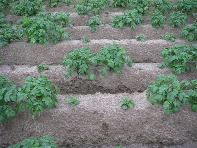 Hoe kan ik Rhizoctonia bestrijden?
