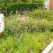 Vormingsmoment groenvoorziening: biodivers groen - Oudenaarde