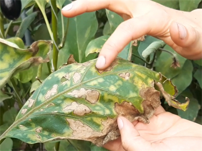 Video 'Hoe herken je Verticillium bladsymptomen bij aubergines?'