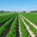 Proefveldbezoek groenten openlucht - Kruisem