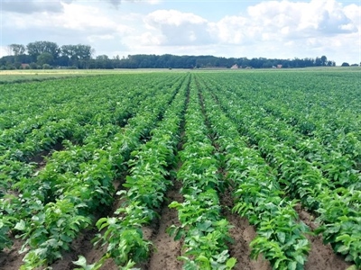 DIPA: diversificatie binnen de (primeur)teelt van Pastinaak en Ajuin in Vlaanderen