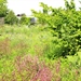 Proefveldbezoek Groenvoorziening: Multifunctioneel natuurlijk groen - Destelbergen