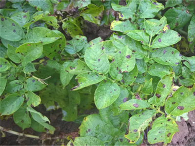 Waarschuwing Alternaria - 13/08/24