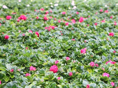 Is het forceren van azalea’s onder plastiek nadelig?