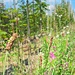 Studiedag bloemenmengsels en biodiversiteit in de boomkwekerij - Lichtaart