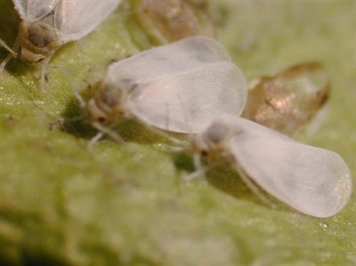Studiedag 'Biocontrole-organismen (BCO's)' - Sint-Katelijne-Waver