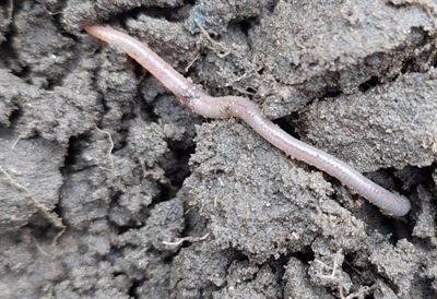 Studienamiddag 'Johnson Su, (wormen)compost of Bokashi?!' - Beitem