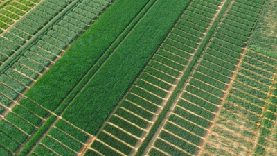 Trans-Control: agro-ecologische transitie met geïntegreerde en biologische plaagbestrijding