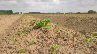 Onkruidbestrijding in de aardappelteelt voorjaar 2025