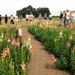 Proefveldbezoek biobloemen - Destelbergen