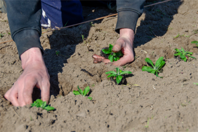 Demonamiddag zaadteelt wilde planten - Destelbergen