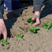 Demonamiddag zaadteelt wilde planten - Destelbergen