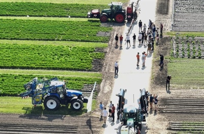 Proefveldbezoek openluchtgroenten - Kruisem