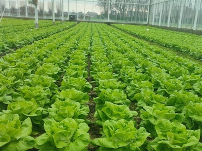 Hort2thefuture: horticultural innovations in soil-friendly practices to ensure a sustainable future