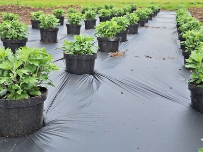 Demomoment droogte-mitigerende maatregelen in de openluchtsierteelt - Destelbergen