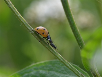 Workshop Functionele agrobiodiversiteit stimuleren voor duurzame plaagbeheersing - Destelbergen