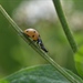 Workshop Functionele agrobiodiversiteit stimuleren voor duurzame plaagbeheersing - Destelbergen