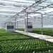 Bedrijfsbezoek rond nieuwe technologieën in glassierteelt - 's Gravenzande (Nederland)