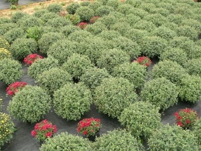 Gezonde planten beginnen met virusvrij uitgangsmateriaal