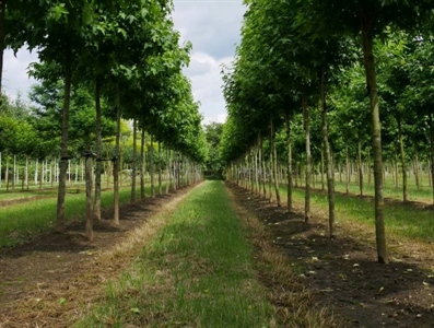 Inspiratiedag biologisch telen - Nederhemert/Sint-Oedenrode (Nederland)