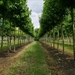 Inspiratiedag biologisch telen - Nederhemert/Sint-Oedenrode (Nederland)