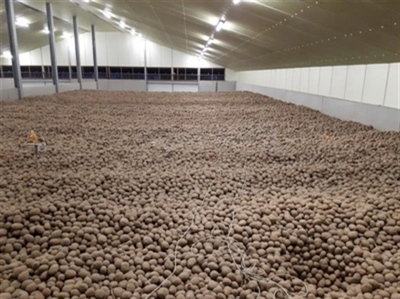 Totale Belgische productie aardappelen