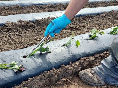 Plantwijze beïnvloedt de opbrengst van bataat