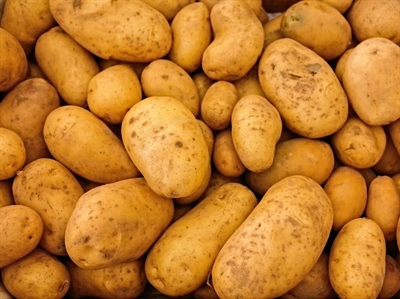 47 rassen op de nieuwe Belgisch-Franse lijst 2026 van robuuste aardappelrassen (biologische teelt)
