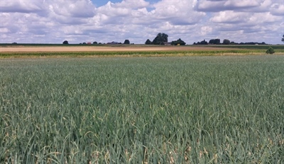 Uien telen met minder stikstof