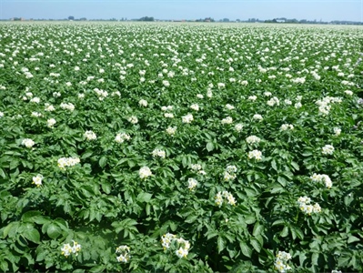 Belpotato.be: Denk goed na over aardappelcontract en uit te planten areaal