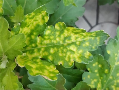 Luna Sensation nu ook erkend tegen roestziekten en Aliette WG weer erkend voor knolbegonia