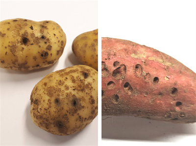 Gezocht: percelen voor onderzoek naar ritnaalden in aardappelen en bataat