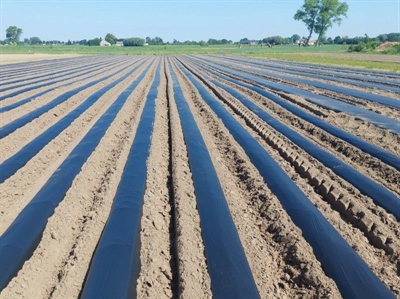 De plantperiode voor bataat komt eraan