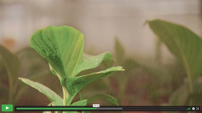 Video 'Bio4safe: samenwerken aan de sierteeltsector van morgen'