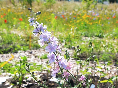 Proefverslag combinatieteelten bij biobloemen