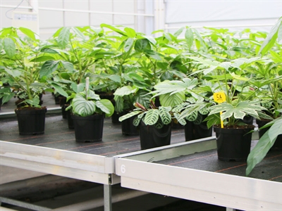 Biopesticiden ter bestrijding van plagen en ziekten