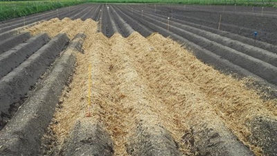 Bodemkracht: verhoogde gewasweerbaarheid bij droogte dankzij goede bodempraktijken