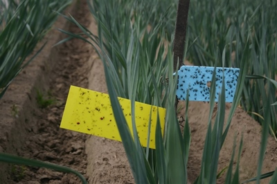 W&W 2.0: naar een community gebaseerd (semi)automatisch W&W-systeem als robuuste pijler voor IPM in de groenteteelt in Vlaanderen