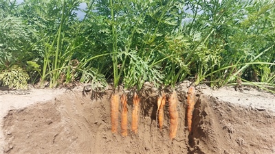 KIEM: kleinzadige groenteteelten Irrigeren met Efficiënte Methoden voor een optimale opkomst